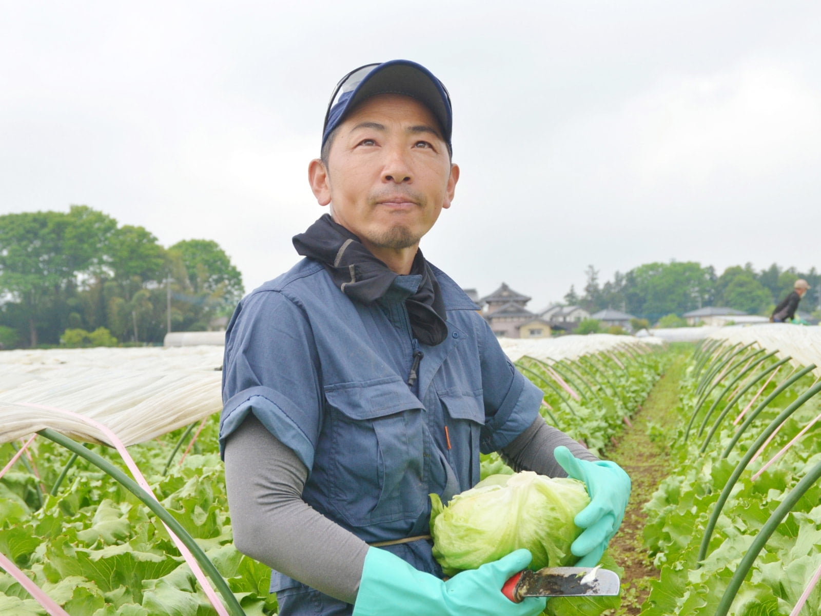古橋忍さん。畑には、約12000個のレタスが。
