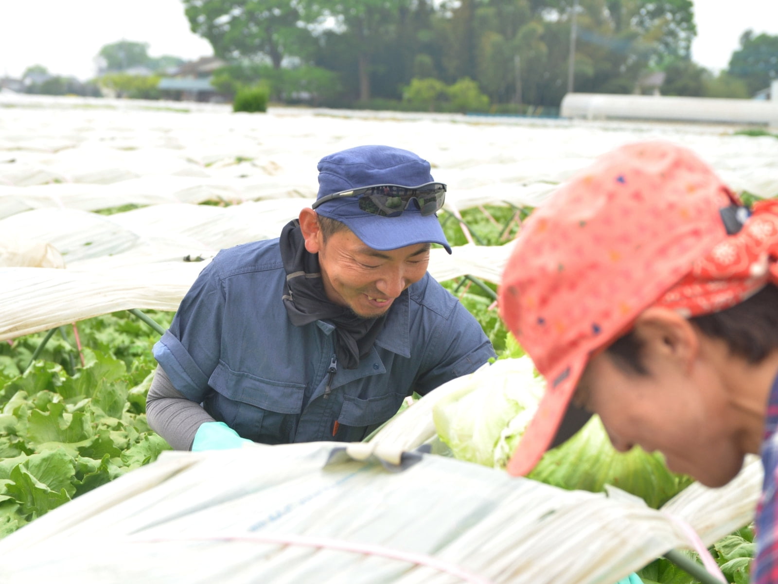 この日は収穫最盛期で、1日約6000個が目標。